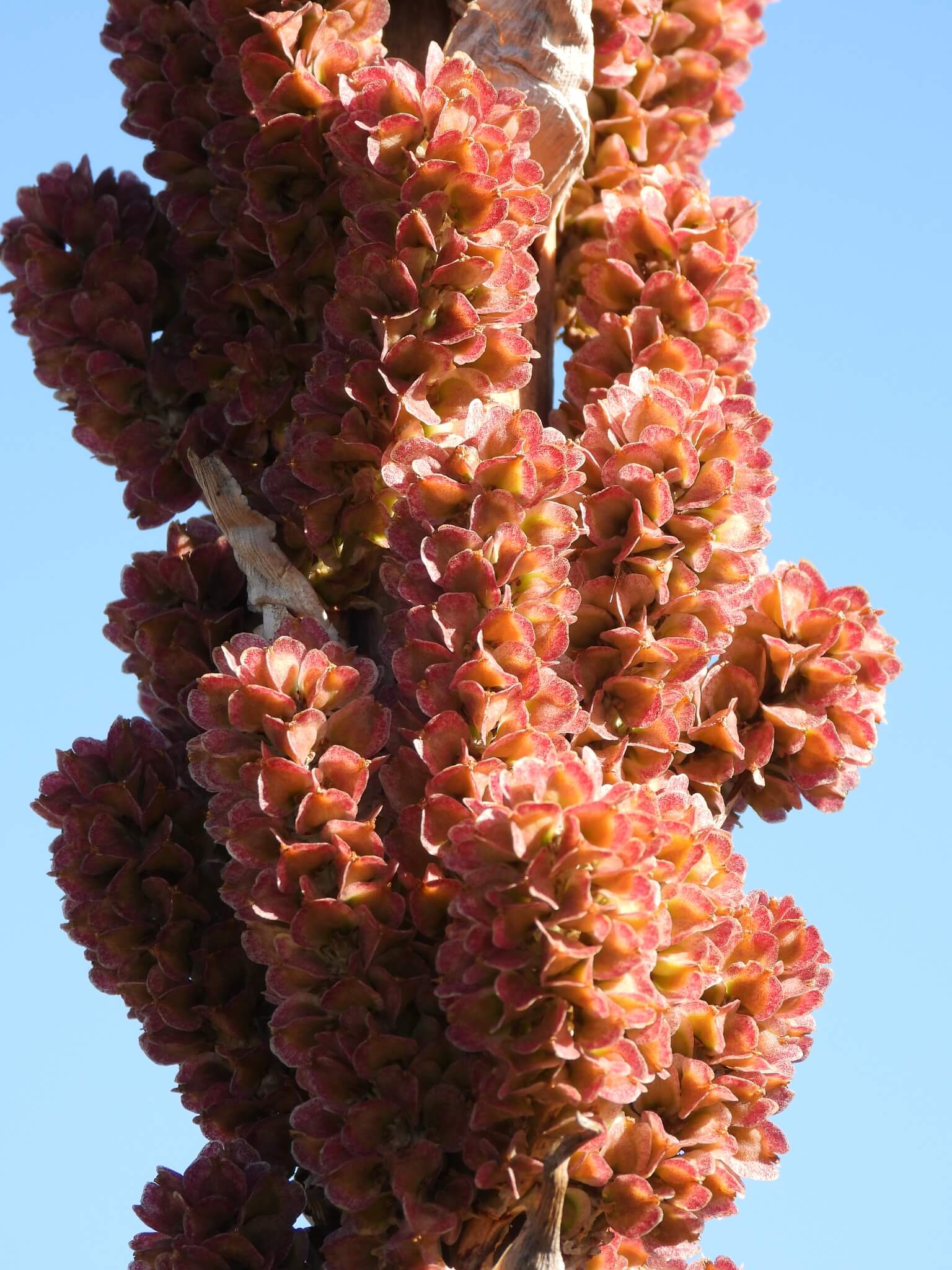 Dasylirion cedrosanum